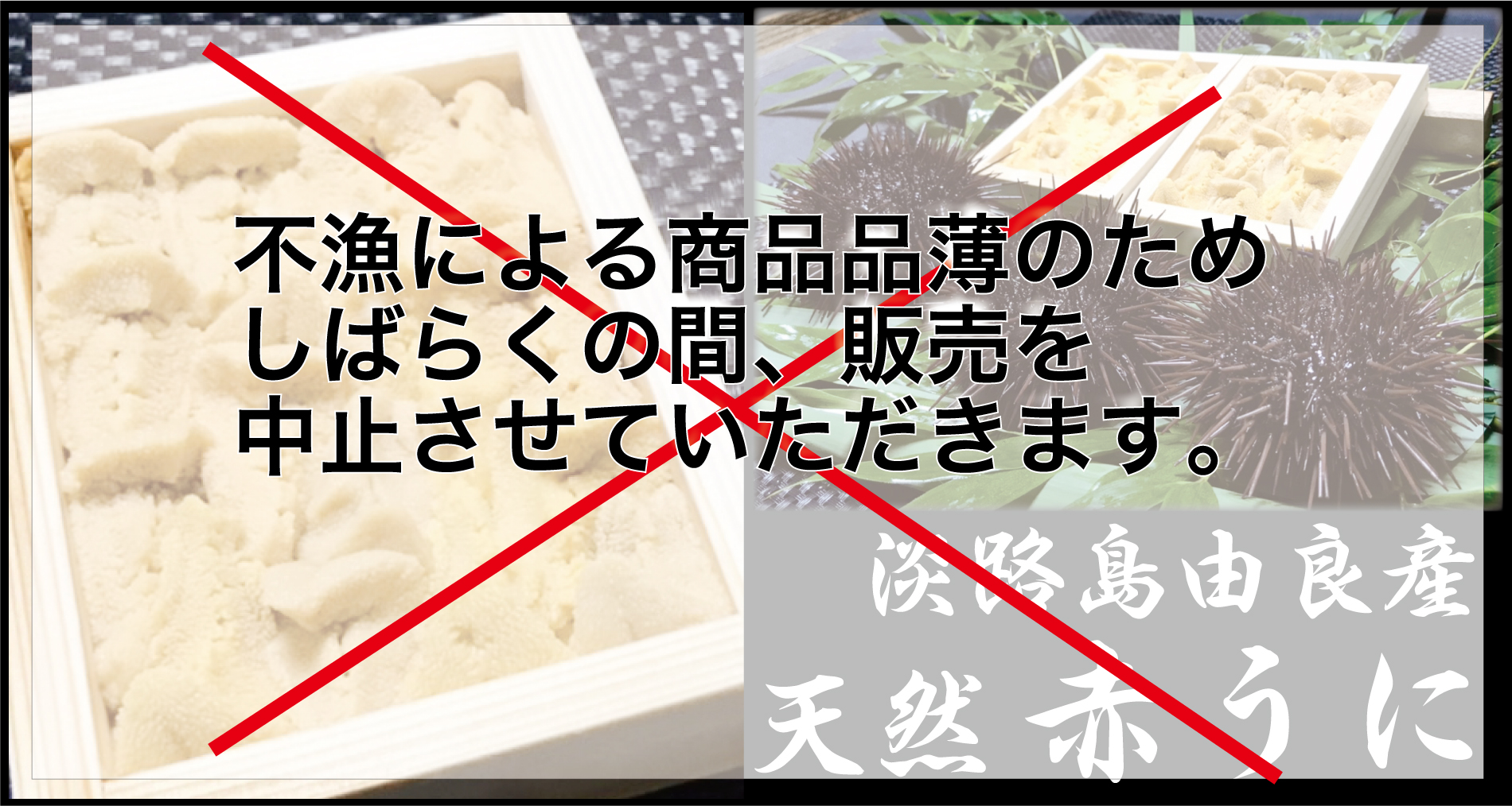 淡路島 由良産 赤うに ふぐ通販 ふぐ宅配 はも通販 竹友水産 淡路島 とらふぐ